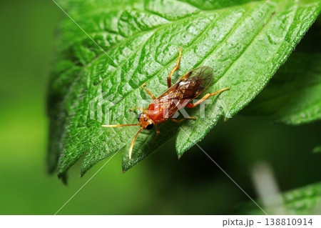 日本の新緑にあめ色のチャイロハバチ成虫アップ(アウトドアフィールド昆虫マクロ撮影) 日本の新緑にあめ色のチャイロハバチ成虫アップ(アウトドアフィールド昆虫マクロ撮影) 138810914