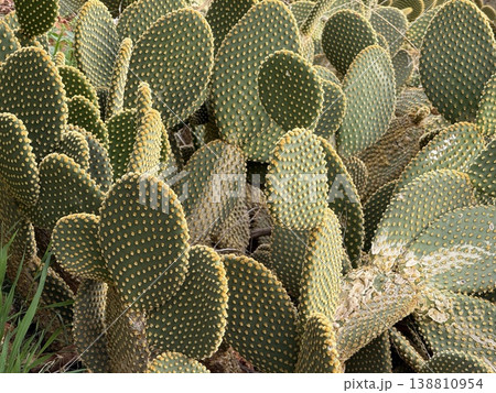 Cactus plants with flat, paddle-shaped leaves and yellow spines in a desert landscape background Cactus plants with flat, paddle-shaped leaves and yellow spines in a desert landscape background 138810954
