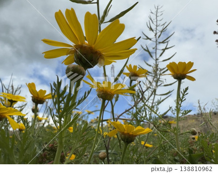 Yellow daisies with green foliage in natural garden landscape under cloudy sky background Yellow daisies with green foliage in natural garden landscape under cloudy sky background 138810962