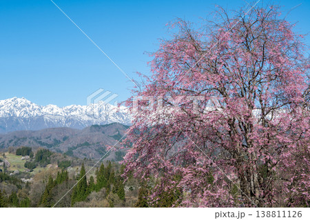 残雪の北アルプスと満開の桜 長野県小川村 残雪の北アルプスと満開の桜 長野県小川村 138811126