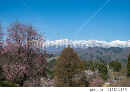 残雪の北アルプスと満開の桜 長野県小川村 残雪の北アルプスと満開の桜 長野県小川村 138811129