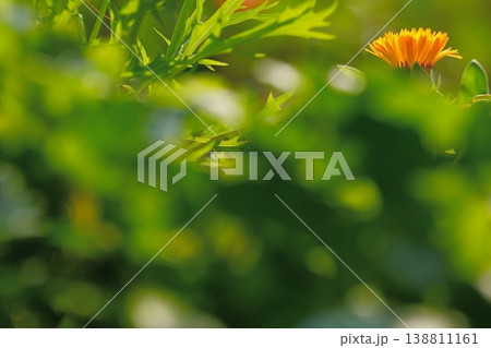 緑の中に浮かぶオレンジの花 自然の背景素材 緑の中に浮かぶオレンジの花 自然の背景素材 138811161