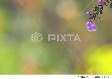 小さな紫の花とやわらかなボケ背景 春のイメージ 小さな紫の花とやわらかなボケ背景 春のイメージ 138811165