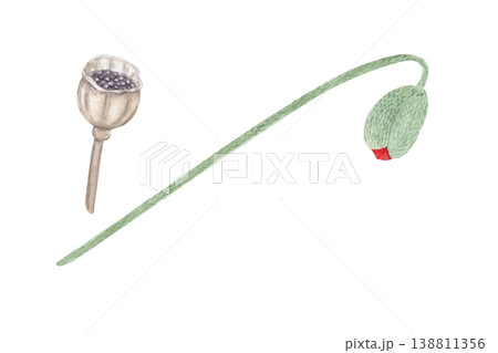 Watercolor red poppy set with seed pod and bud stem, hand painted botanical elements isolated on white background. Floral collection for remembrance day, memorial, wedding design, cards and decoration 138811356