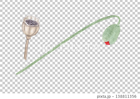 Watercolor red poppy set with seed pod and bud stem, hand painted botanical elements isolated on white background. Floral collection for remembrance day, memorial, wedding design, cards and decoration 138811356