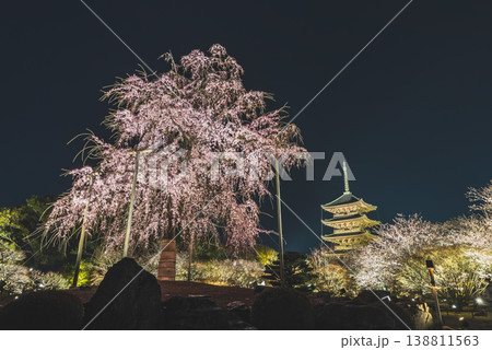 京都 東寺 夜間特別拝観 ライトアップされた不二桜と五重塔 京都 東寺 夜間特別拝観 ライトアップされた不二桜と五重塔 138811563