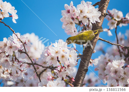 春の風景 桜の枝に止まるメジロ(サクジロー)と青空 春の風景 桜の枝に止まるメジロ(サクジロー)と青空 138811566