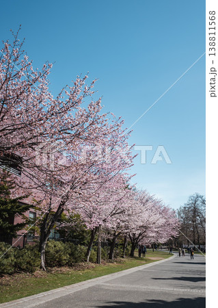 北海道 札幌 中島公園の桜並木 青空と満開の桜 北海道 札幌 中島公園の桜並木 青空と満開の桜 138811568