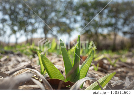 Green sprout growing from soil in sunlight, spring nature concept Green sprout growing from soil in sunlight, spring nature concept 138811606