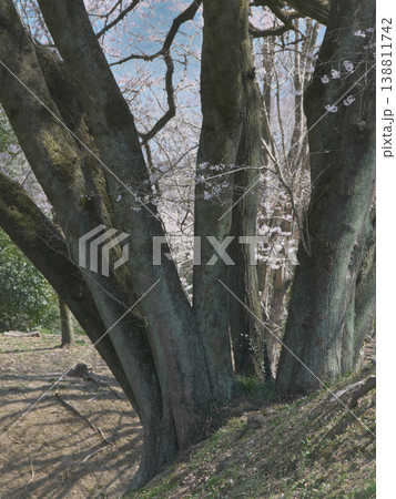 一本桜 - 鉢形城址の氏邦桜の大幹（2026年3月） 138811742