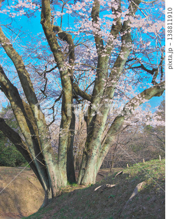 一本桜 - 鉢形城址の氏邦桜の大幹（2026年3月） 138811910