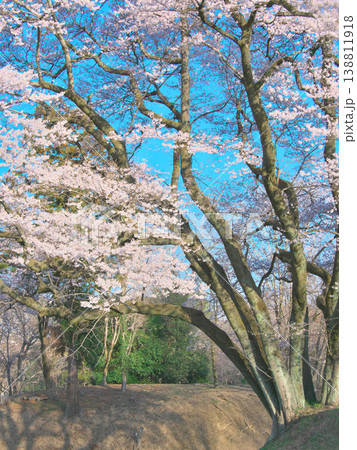 一本桜 - 鉢形城址の氏邦桜の大幹(2026年3月) 一本桜 - 鉢形城址の氏邦桜の大幹(2026年3月) 138811918