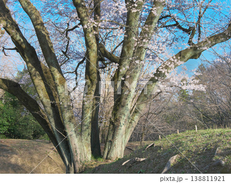 一本桜 - 鉢形城址の氏邦桜の大幹（2026年3月） 138811921