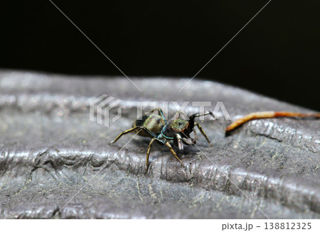 日本の珍しくカラフルなアオオビハエトリ蜘蛛（アウトドアフィールド動物マクロ撮影） 138812325