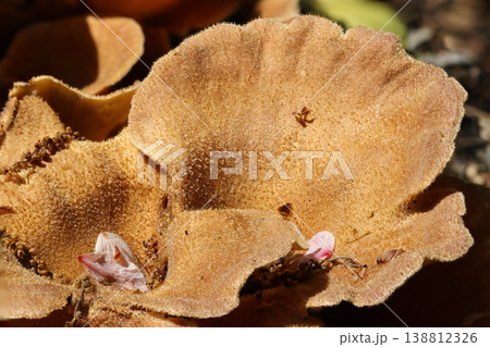 ビビッドな紫オレンジ色だったアラゲカワキタケ茸が茶色く老成（自然環境下菌・キノコマクロ撮影） 138812326