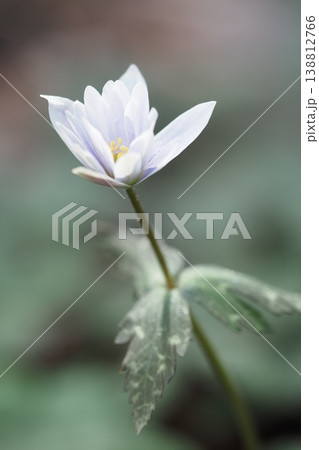 ユキワリイチゲの花のアップ 138812766