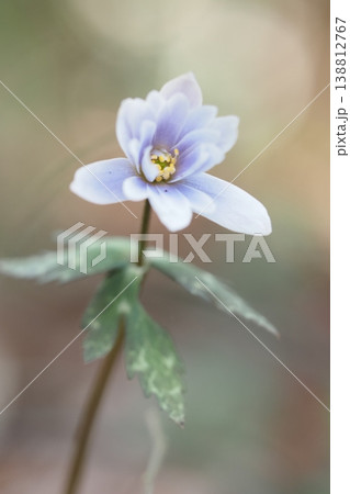 ユキワリイチゲの花一輪 138812767