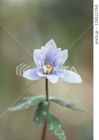 ユキワリイチゲの花のアップ 138812768