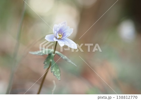 ユキワリイチゲの花一輪 138812770