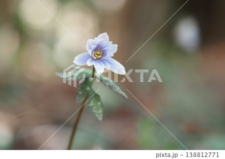 春の妖精　ユキワリイチゲの花 138812771
