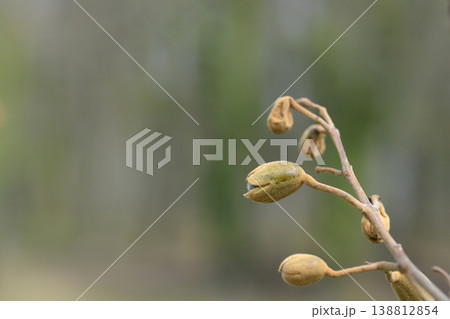 Princess Tree Flower Buds on Branch Princess Tree Flower Buds on Branch 138812854
