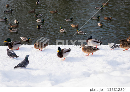 Flock of wild ducks and pigeons gathered on a snowy river bank in winter. Wildlife in urban park during cold weather. Flock of wild ducks and pigeons gathered on a snowy river bank in winter. Wildlife in urban park during cold weather. 138812894