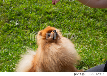 A playful Pomeranian eagerly awaits a treat in a grassy park on a sunny day, showing off its fluffy coat and excited demeanor 138812933