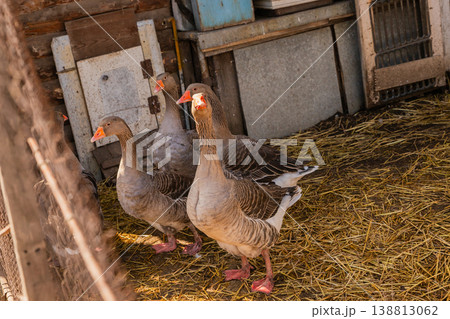 Geese gathered in a pen setting with straw bedding during a sunny afternoon on a farm 138813062