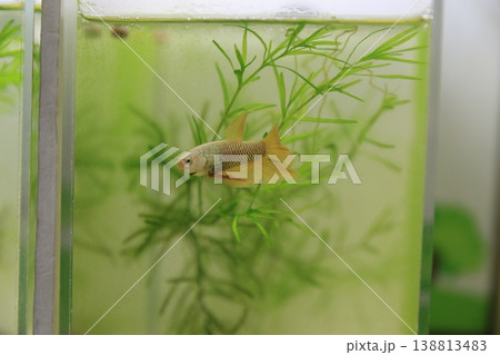 闘魚 闘魚 138813483