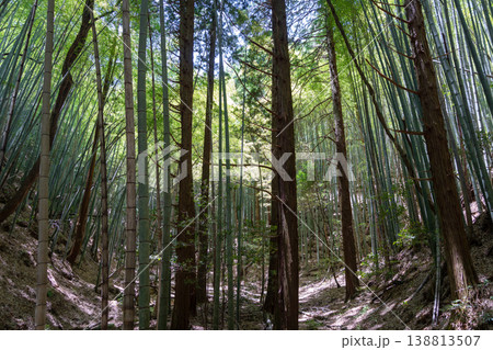 Bamboo forest near Mitaki-Dera temple in Hiroshima, Japan 138813507