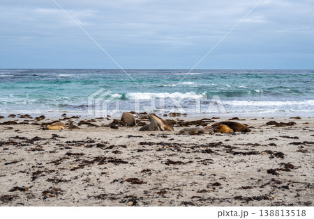 Sea lions resting on sandy beach at Seal Bay, Kangaroo Island, Australia 138813518