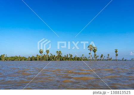 Borassus palm trees on Lake Tempe, South Sulawesi, Indonesia Borassus palm trees on Lake Tempe, South Sulawesi, Indonesia 138813525