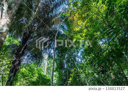 Lush tropical rainforest canopy in Tentena, Sulawesi, Indonesia Lush tropical rainforest canopy in Tentena, Sulawesi, Indonesia 138813527