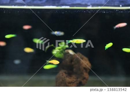熱帯魚 熱帯魚 138813542