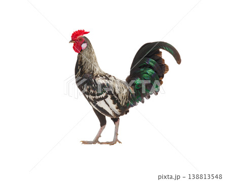 rooster isolated on white background rooster isolated on white background 138813548