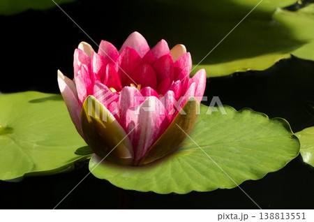 pink lily on a blurred background pink lily on a blurred background 138813551