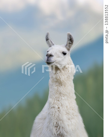 portrait white llama on a blurred background portrait white llama on a blurred background 138813552