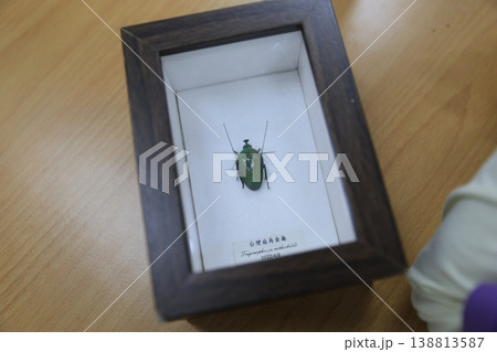 標本 標本 138813587