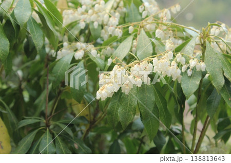 春に咲く白いアセビの花 春に咲く白いアセビの花 138813643