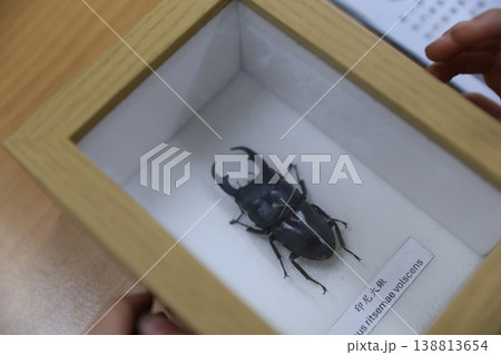 クワガタ クワガタ 138813654
