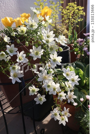 クレマチスカートマニージョウと春の花 クレマチスカートマニージョウと春の花 138813666