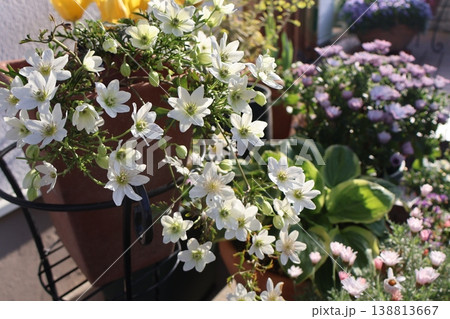 クレマチスカートマニージョウと春の花 クレマチスカートマニージョウと春の花 138813667