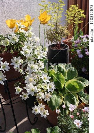 クレマチスカートマニージョウと春の花 クレマチスカートマニージョウと春の花 138813672