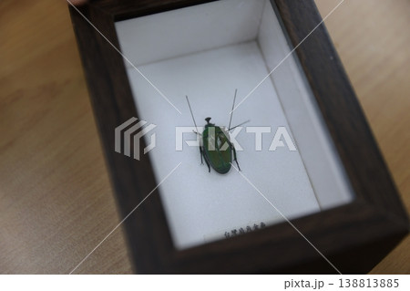 標本 138813885