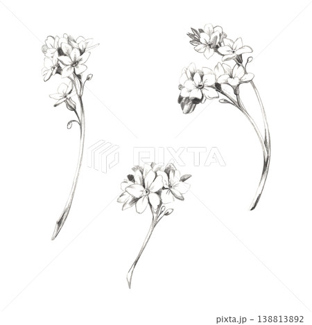 Forget-me-not myosotis, bugloss flower clusters on stems. Botanical plant isolated illustration hand drawn with delicate pencil lines. Romance novel covers, wedding planners, printable love notes Forget-me-not myosotis, bugloss flower clusters on stems. Botanical plant isolated illustration hand drawn with delicate pencil lines. Romance novel covers, wedding planners, printable love notes 138813892