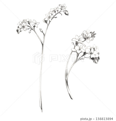Romantic myosotis forget-me-not, bugloss or alkanet flower on curved stems. Botanical hand drawn illustration, pencil sketch texture. Love themed stationery, bridal shower graphics, scrapbook decor. Romantic myosotis forget-me-not, bugloss or alkanet flower on curved stems. Botanical hand drawn illustration, pencil sketch texture. Love themed stationery, bridal shower graphics, scrapbook decor. 138813894