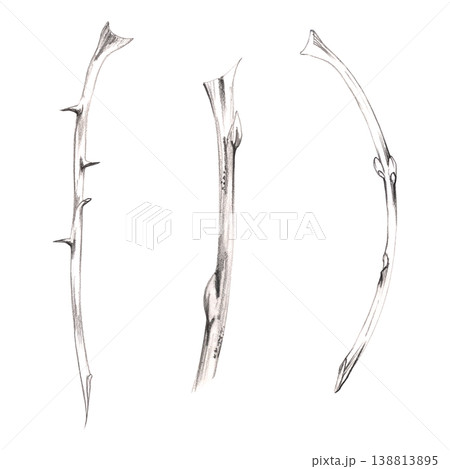 Rose, barberry plant, hawthorn tree, bougainvillea stem with thorns and spikes, shrub or bush curved branch with buds. Botanical illustration hand drawn in pencil lines. Herbarium, gardening blogs Rose, barberry plant, hawthorn tree, bougainvillea stem with thorns and spikes, shrub or bush curved branch with buds. Botanical illustration hand drawn in pencil lines. Herbarium, gardening blogs 138813895