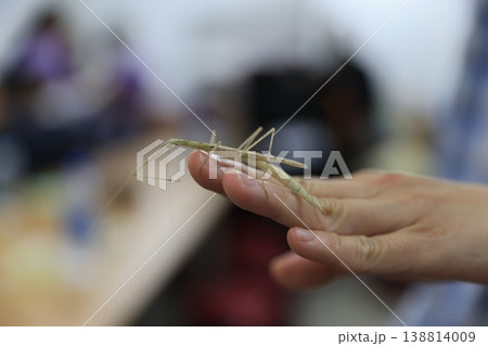 ナナフシ 138814009