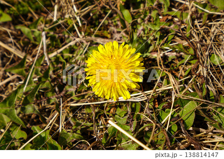 たんぽぽの花 たんぽぽの花 138814147