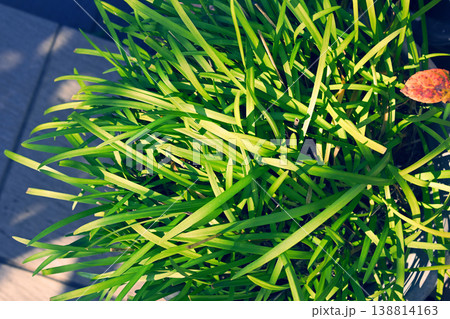 植栽　庭　ガーデン 138814163